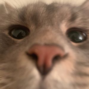 Meet your Posher, Leo